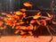 * Tetra/Barb * Hyphessobrycon sp. Red Cherry