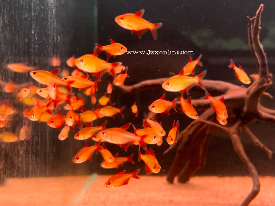 * Tetra/Barb * Hyphessobrycon sp. Red Cherry