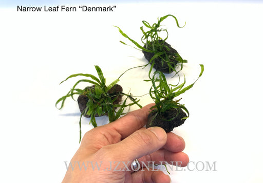*Plants* Narrow Leaf Fern “Denmark” on wood (per piece)