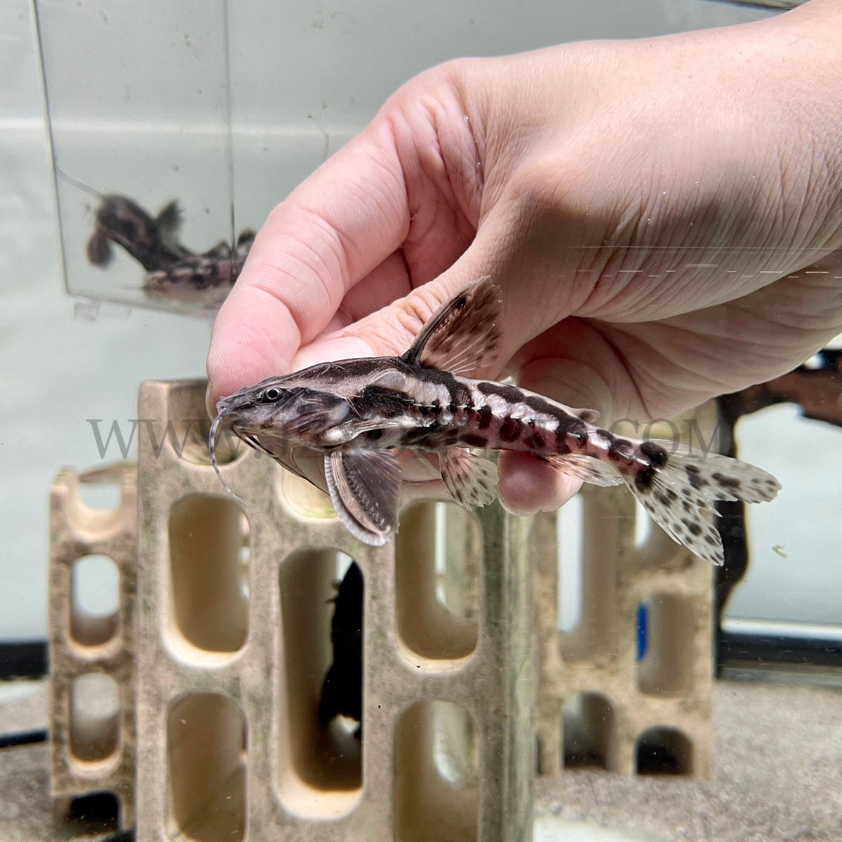 Catfish * Megalodoras uranoscopus Irwini catfish Peru 8-10cm — jzxonline