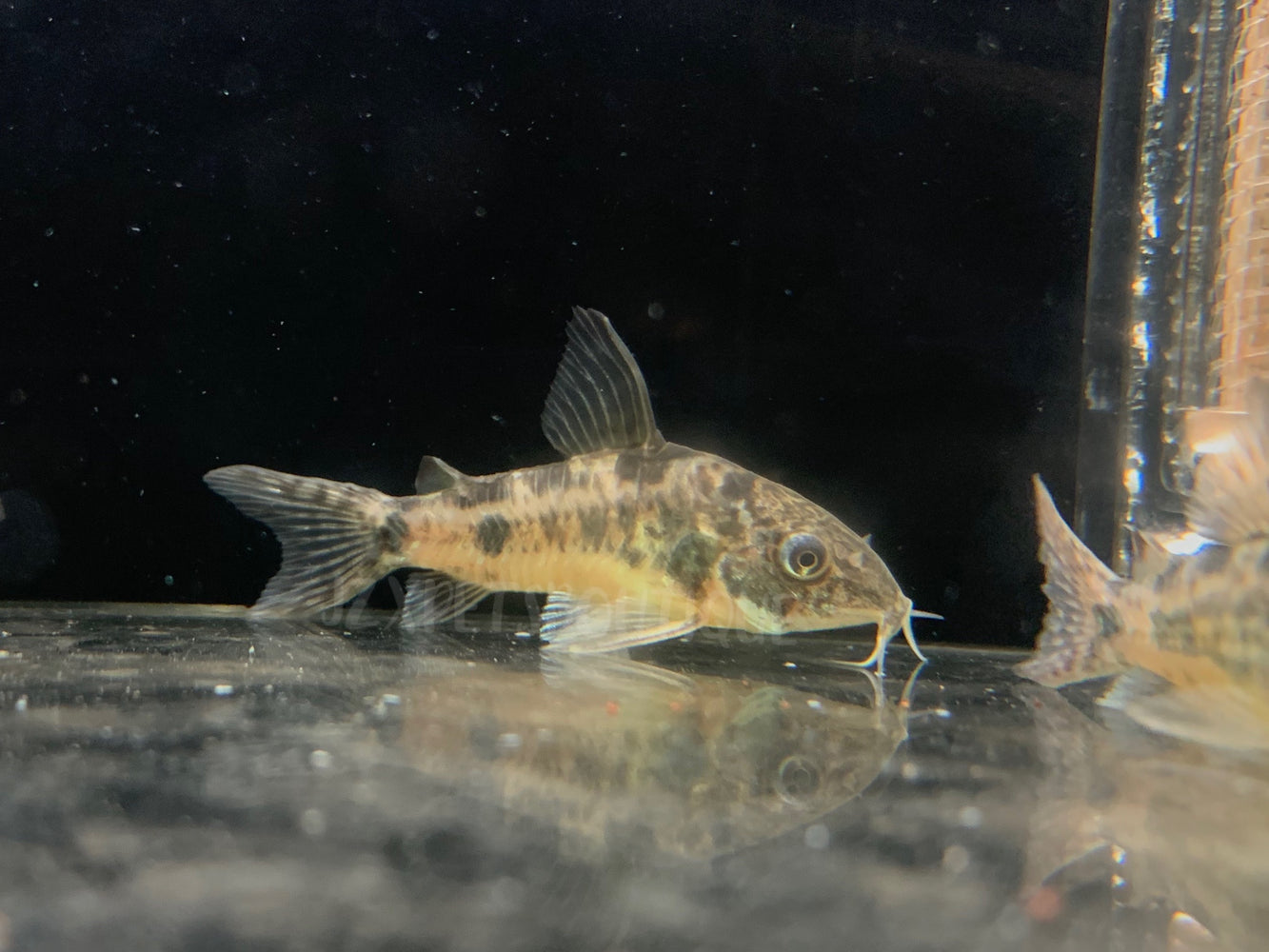 * Corydoras * Corydoras Paleatus “Peppered Cory” (10 pieces)