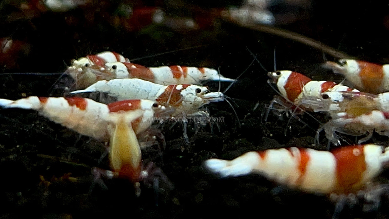 * Shrimps * Crystal Red Shrimps (CRS) (10 pieces)