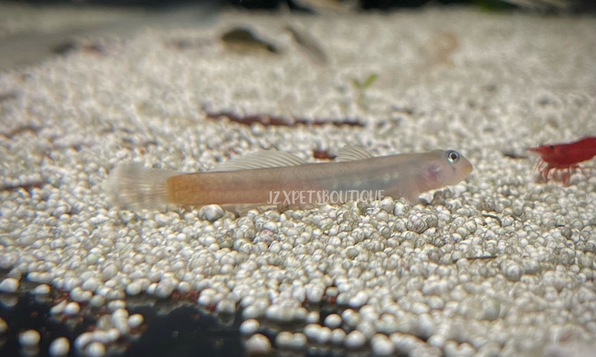 * Other Species * Sicyopus rubicundus “Red lipstick goby”