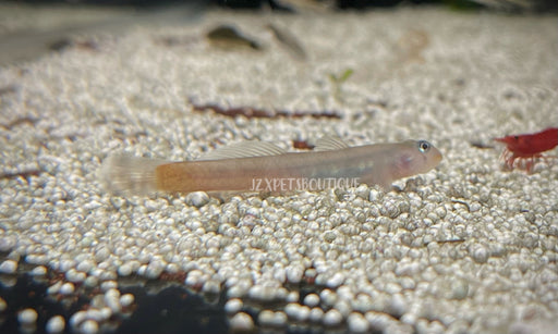 * Other Species * Sicyopus rubicundus “Red lipstick goby”