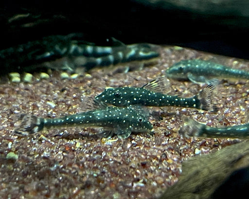 * Pleco * Paraotocinclus haroldoi 3-4cm