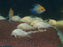 * Corydoras albino Sterbai F1